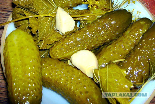 Юкка: уход и размножение