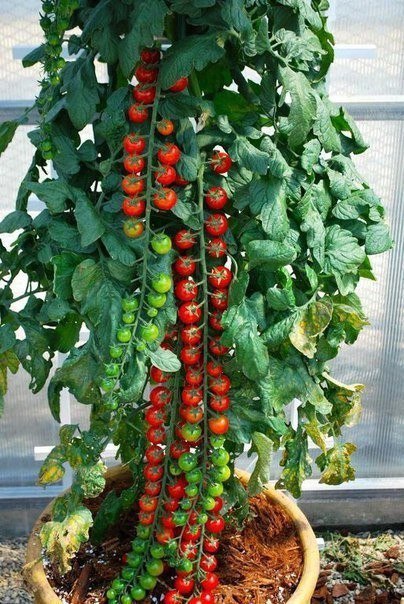 Разное картинки и т.д