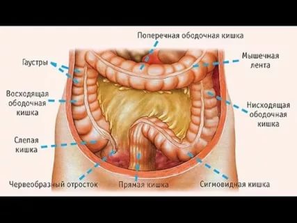Половой покой