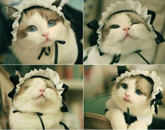 Коты из сети