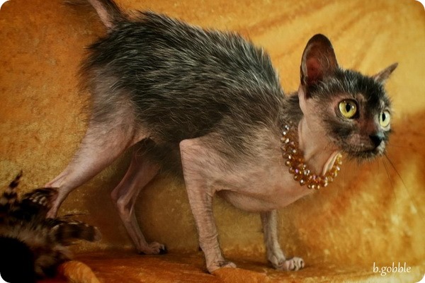 19 шикарных кошек, которые стоят целое состояние
