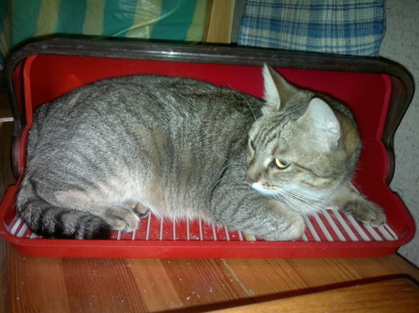 Коты из сети
