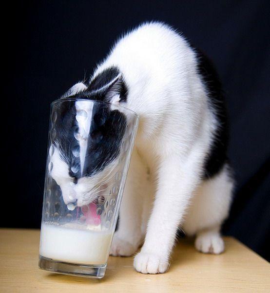 Коты и Кошки