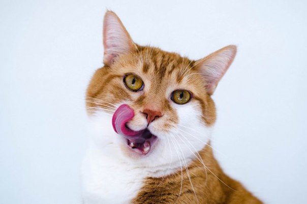 Коты и Кошки