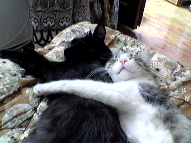 Коты и Кошки