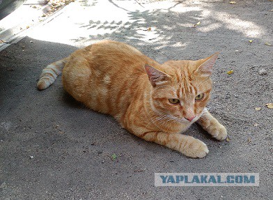 Котовторник  15.08.2017