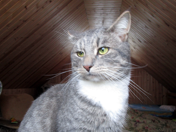 Котовторник 28.11.2017