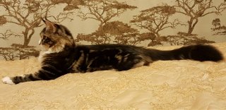 Фотобомбы котов