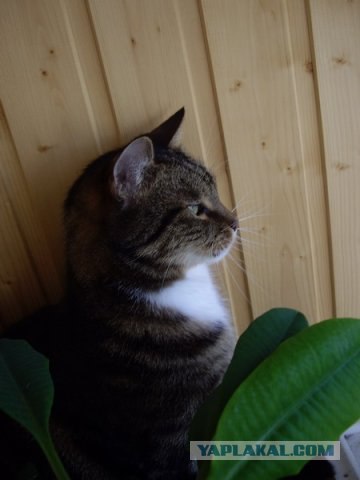 Котовторник на ЯПлакалъ (15.07.2008)