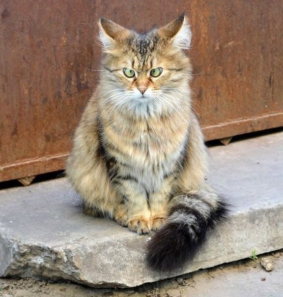 Прикольных котов пост