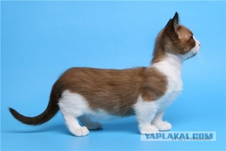 Манчкин - коротколапые коты