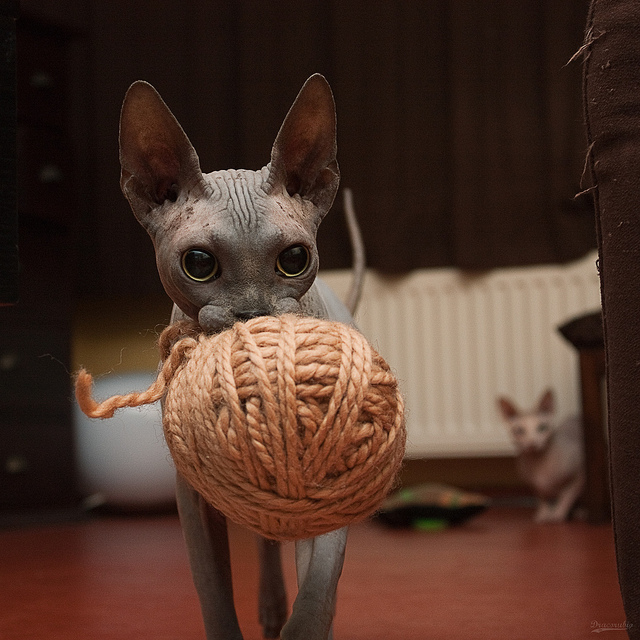 It's Catursday Fever! (Котовторник)