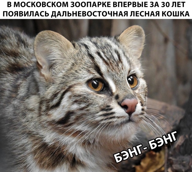 Немного милоты