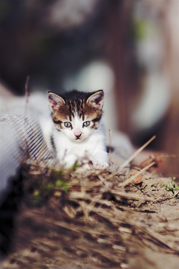 Супер-котофото на котовторник