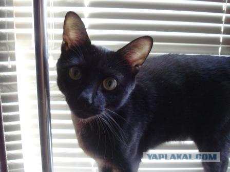 Котовторник! 11.10.11