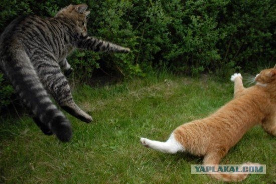 Котовторник!