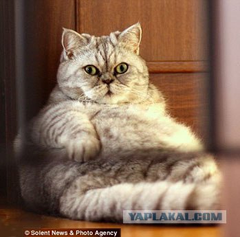 Котовторник (07.02.2012)