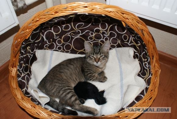 Котовторник 17.04.2012