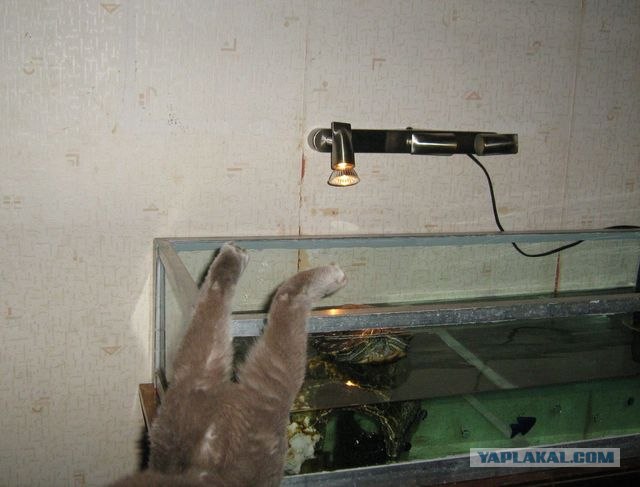 Котовторник  28.08.12