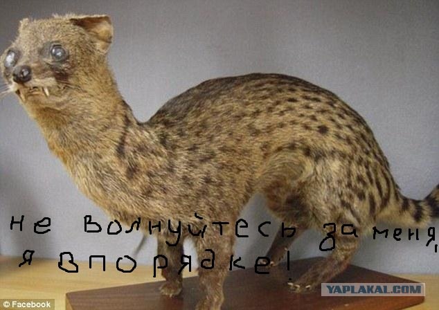 Зоопарк чучел