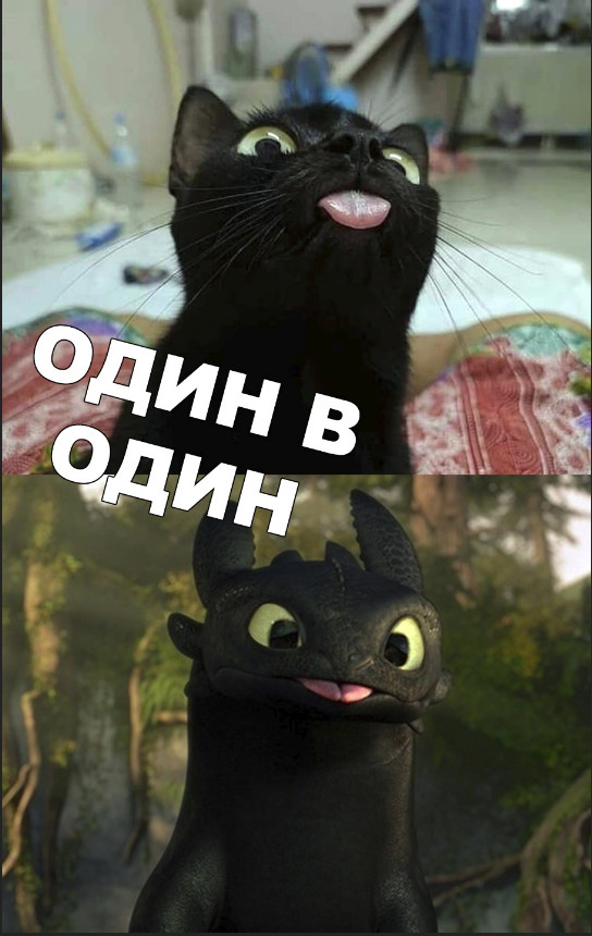 Забавные фото котеек