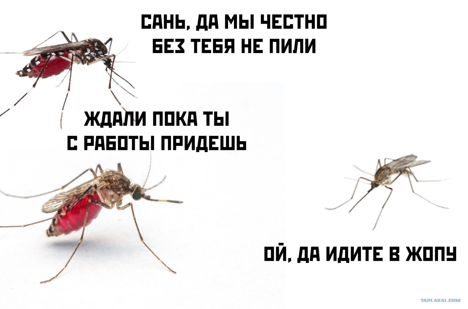 Попить пока. Смешной комар. Комар прикол. Шутки про комаров. Комар Мем.