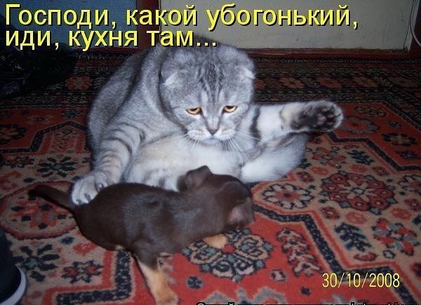 Видео про маленькую собачку