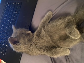 Что значит поза, в которой спит твоя кошка