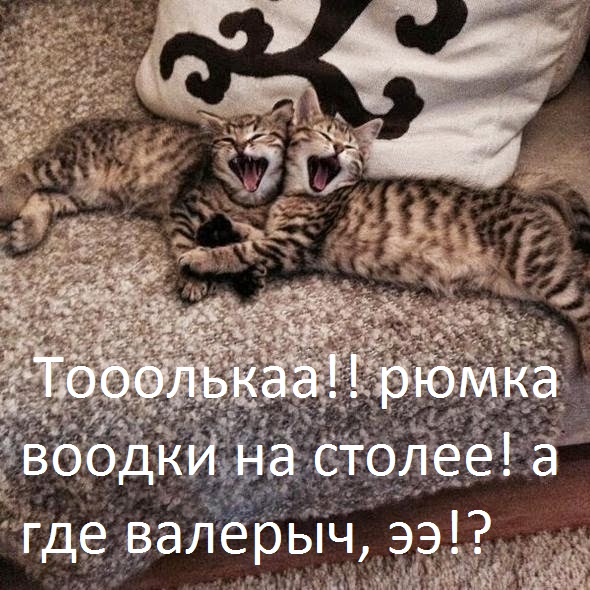 Смешные коты 18.08.20