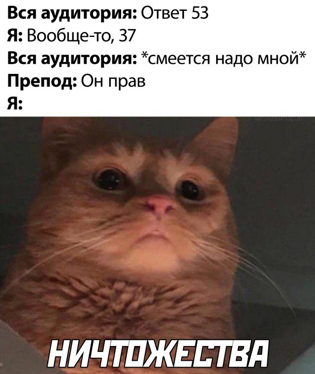 Картинки с котами и про котов