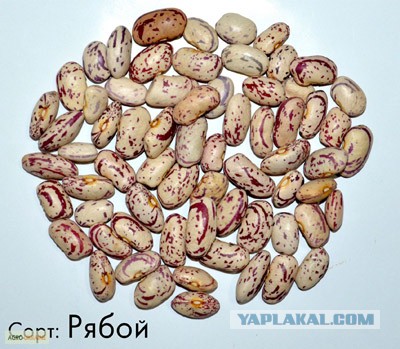 Кулинарная общалка