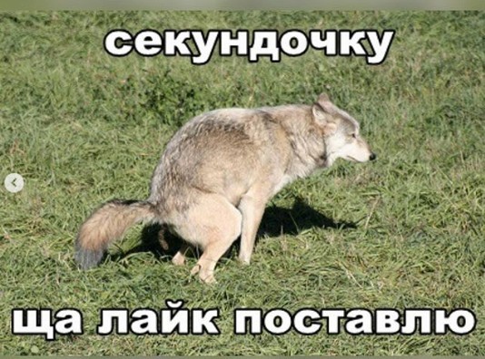 Бухие дуры