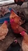 Жёсткий собачий бой