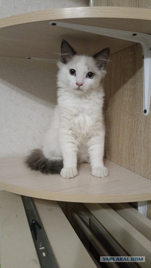 Без кота жизнь не та