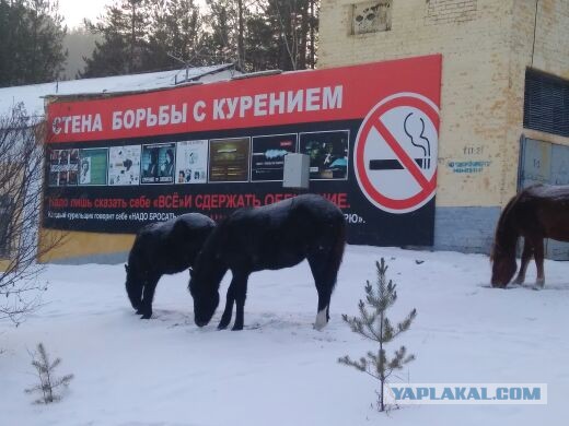 Вниз по Шилке. Там, где заканчивается цивилизация