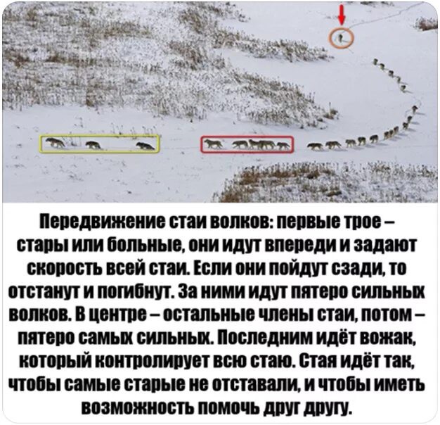"Это вам не овечек считать"