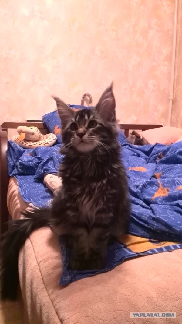 Котовторник 16.04.2013