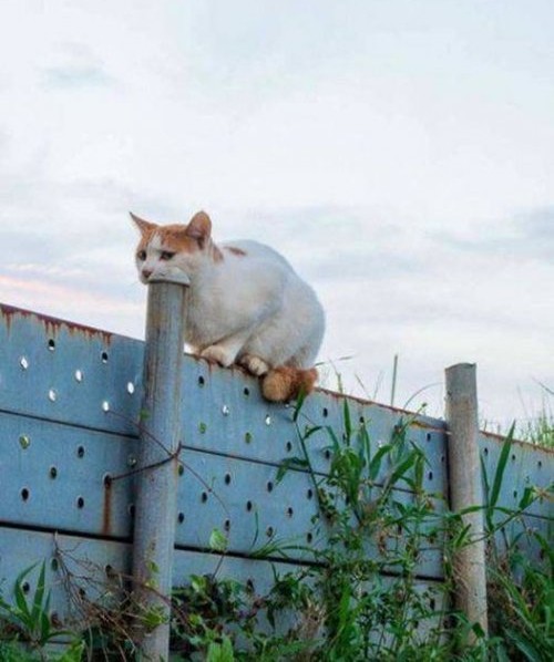 Показалось...
