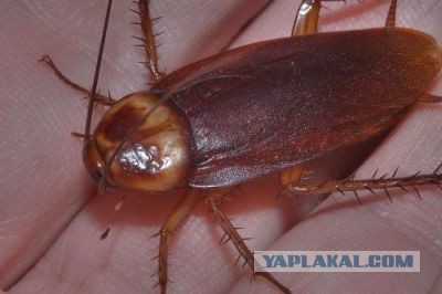 Как строят южные дома в США?