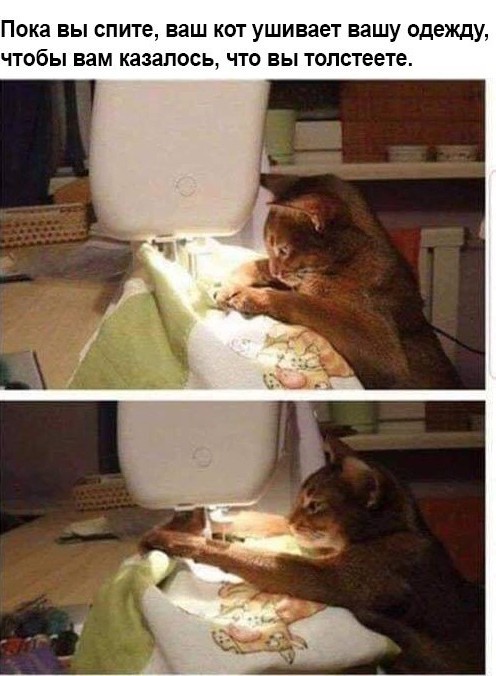 День уважения кошки