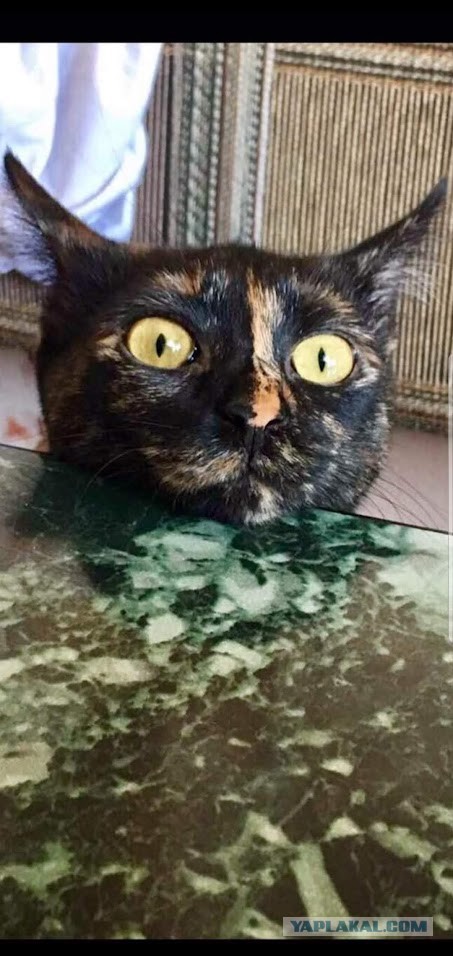 Котовторник