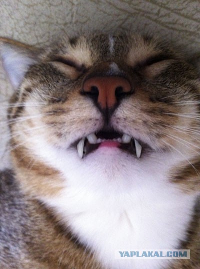 КотЭ и препараты