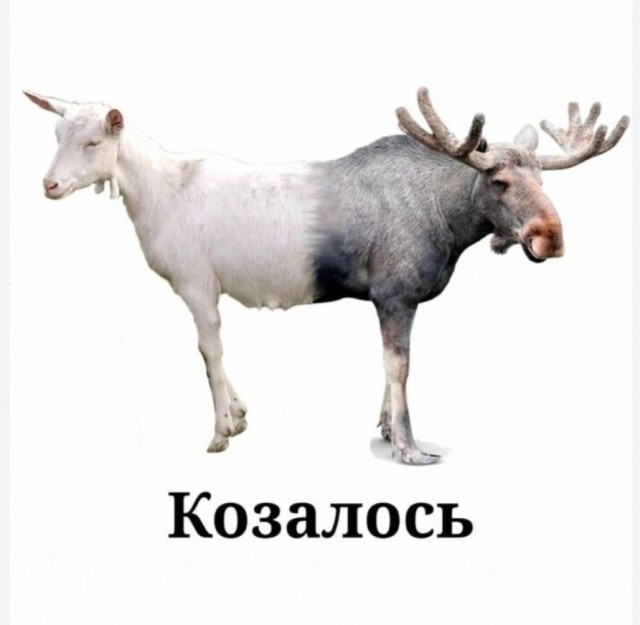 Узники Ледяного острова: невероятная история коров, обманувших эволюцию