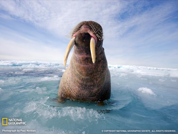 Лучшие фотографии от National Geographic 2009