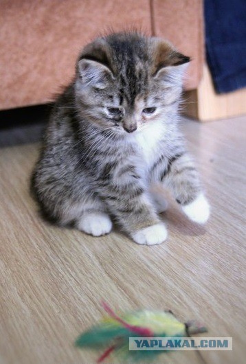 Спасение кошки и 4 котят