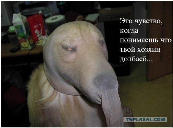 Самый выдержанный и спокойный пес в мире