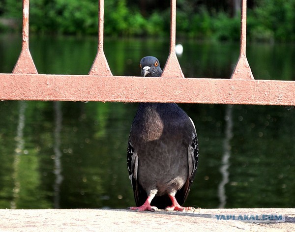 Заметки натуралиста
