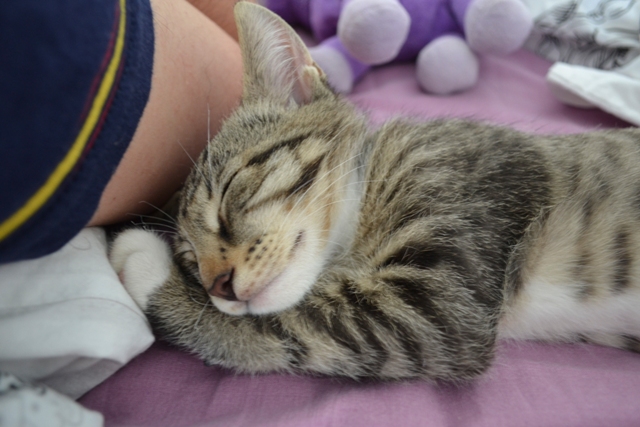 Котовторник 22.04.2014