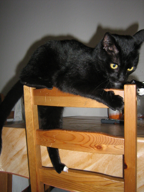 Коты, которых никто не понимает