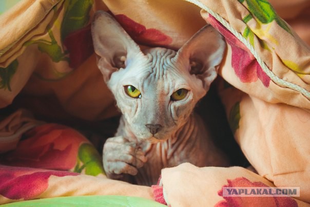 С Котовторником!
